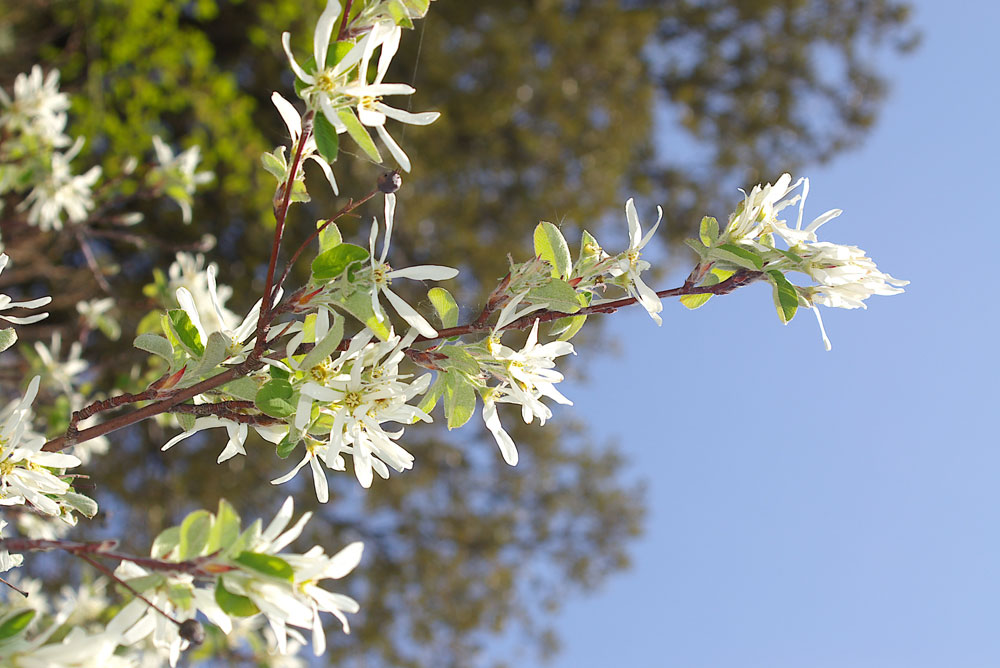 Amelanchier ovalis/Pero corvino